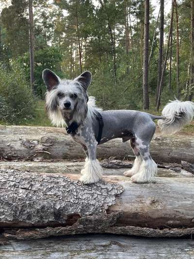 Foto -Challenge  Thema : Dein Hund Im Wald-Beitrag-Bild