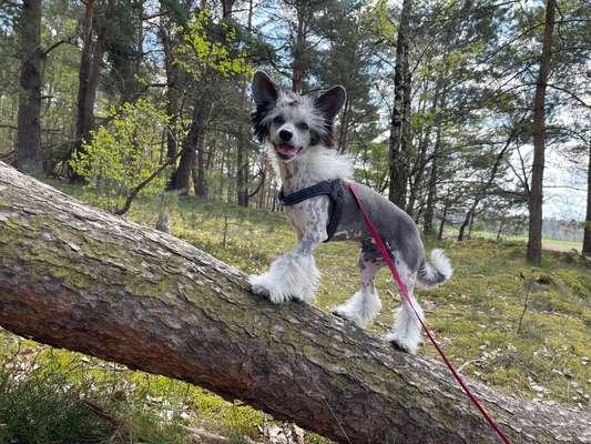 Handy Foto Challenge Nr. 49: Mein Freund der Baum-Beitrag-Bild