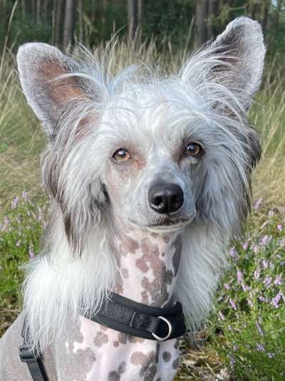 Hunde Porträt (Portrait) Galerie....-Beitrag-Bild