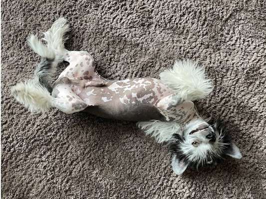 Dogorama Photo Challenge - Zeigt her eure Bäuche-Beitrag-Bild