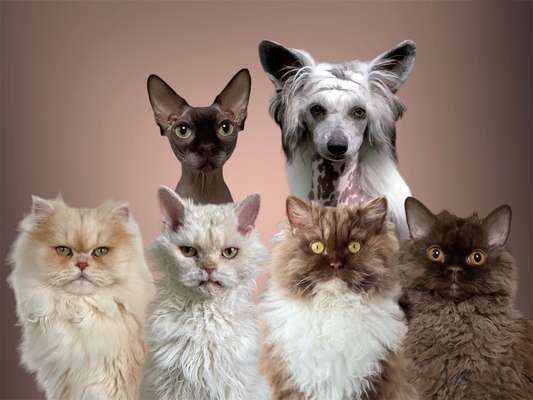 Photomontagen mit Hund-Beitrag-Bild