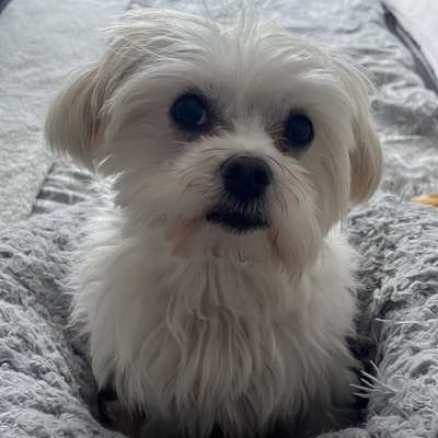 Hundetreffen-Hundetreffen zum Spielen, Trainieren oder Spazieren-Bild