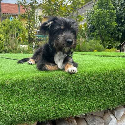 Hundetreffen-Begegnungstraining-Profilbild