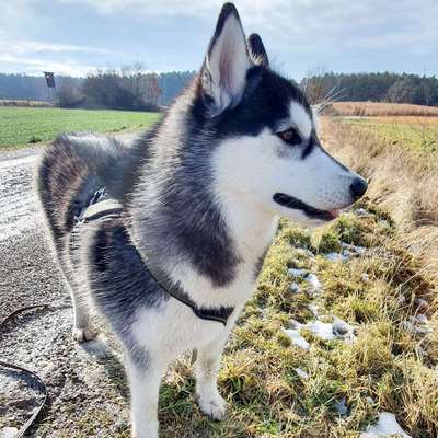 Hundetreffen-Gassi Kumpel am besten auch ein Husky:)