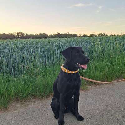 Hundetreffen-Gemeinsamer Spaziergang und Playdate-Bild