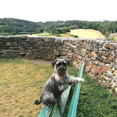 Hundetreffen-Hundetreffen