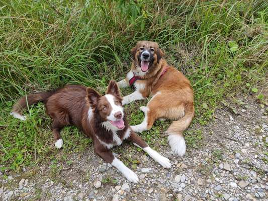 Die Dogorama Wochen Challenge "Friends will be Friends"-Beitrag-Bild