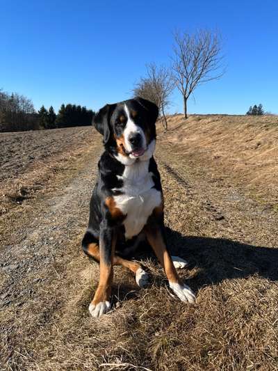 Schweizer Sennenhunde-Beitrag-Bild