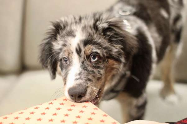 Welpen Bilder !-Beitrag-Bild