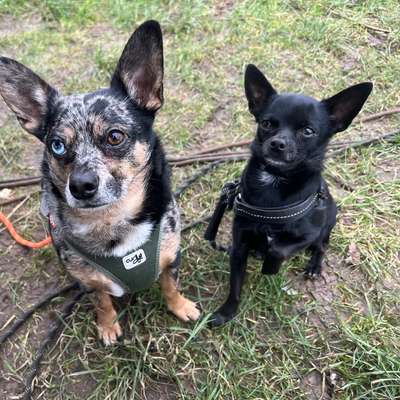 Hundetreffen-Gassi Runde oder Treffen auf der Hundewiese-Bild