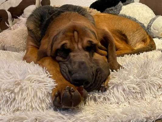 Wie heißt dein Hund?-Beitrag-Bild