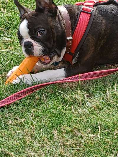 Wie heißt dein Hund?-Beitrag-Bild