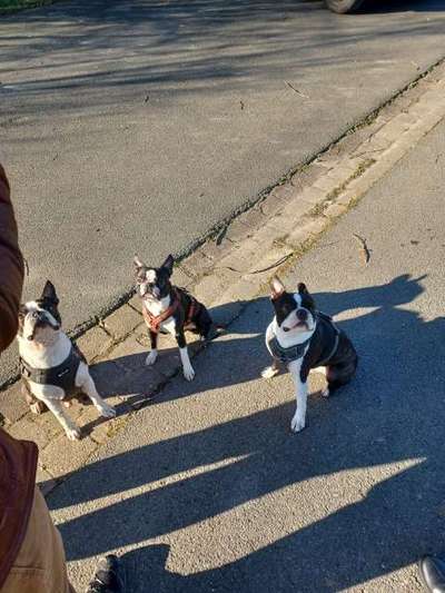 Wo sind hier die Boston Terrier?-Beitrag-Bild