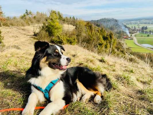 Hundetreffen-Hunderunde-Bild