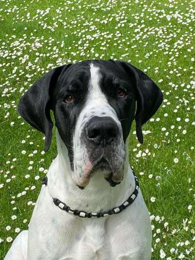 Dogorama Photo Challenge - Der Frühling kommt-Beitrag-Bild