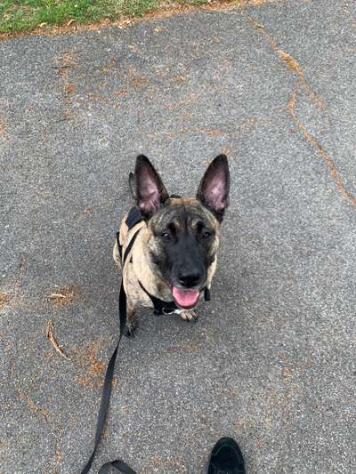 Mischlingshunde Foto Aufruf-Beitrag-Bild