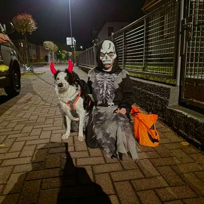 🎃🐶 Hund im Halloween-Kostüm – süß oder Stress pur?-Beitrag-Bild