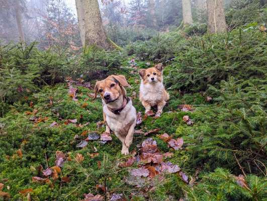 Hundetreffen-Spazieren, soziales spielen-Bild