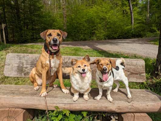 Hundetreffen-Socialwalk/spazieren/Training-Bild