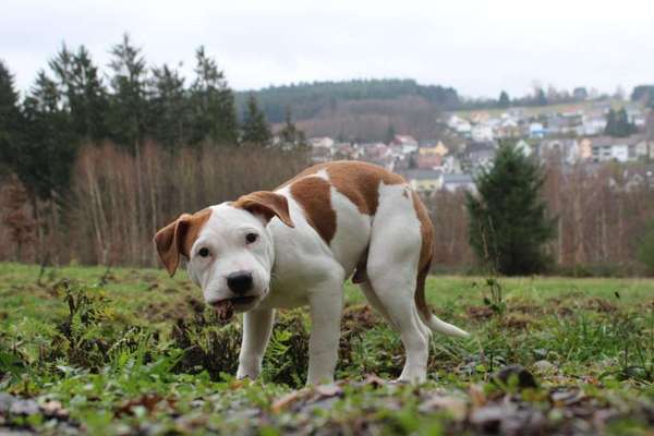 Welpen Bilder !-Beitrag-Bild