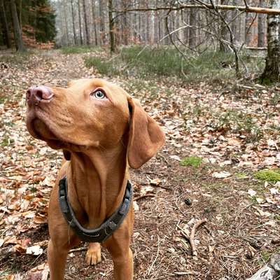 Fotochallenge No. 26                                     Wald und Wiese-Beitrag-Bild