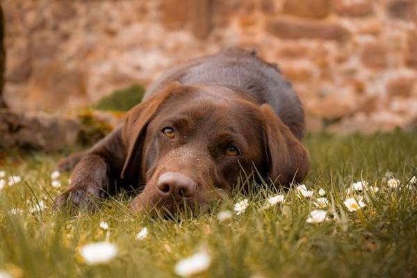 Die Dogorama Kalender Challenge Titelbild-Beitrag-Bild