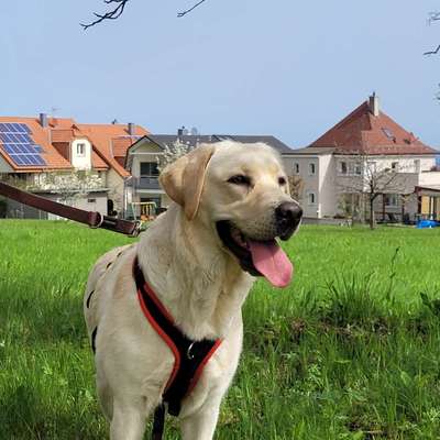 Hundetreffen-Trainings-/Spielerunde-Bild