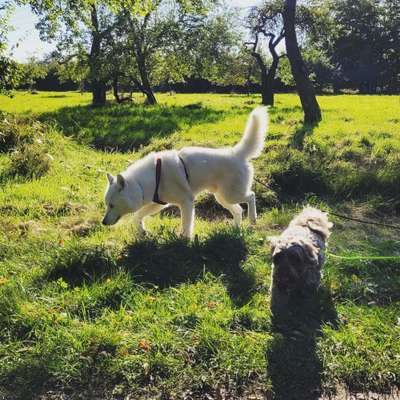 Die Dogorama Kalender Challenge Titelbild-Beitrag-Bild