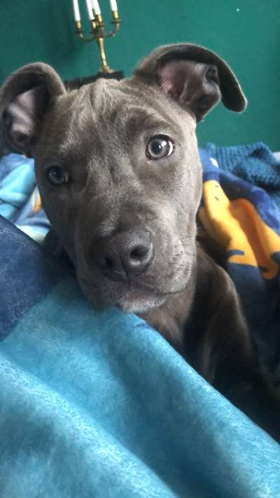 Spitzname(n) Deines Hundes-Beitrag-Bild