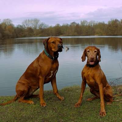 Hundetreffen-Social Walk in der Eilenriede-Bild
