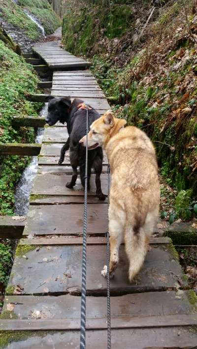 Hobby's mit Hund-Beitrag-Bild