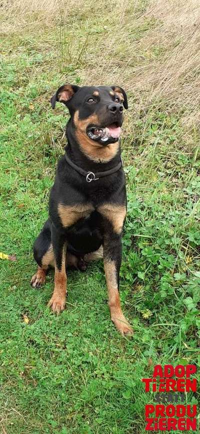 Dogorama Photo Challenge - "Adoptieren statt Produzieren" mit Gewinnspiel-Beitrag-Bild