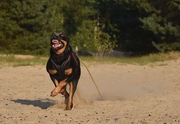 Dogorama Photo Challenge - Mäulchen auf-Beitrag-Bild