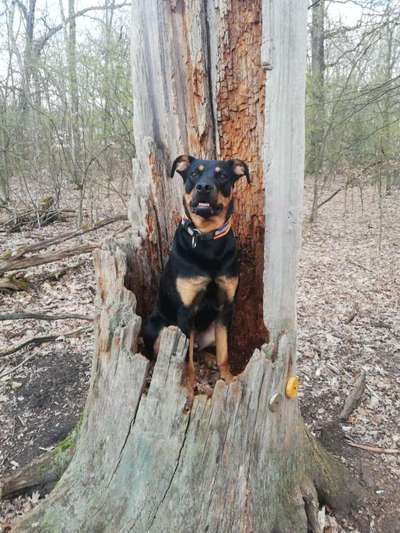 Fotochallenge No. 26                                     Wald und Wiese-Beitrag-Bild