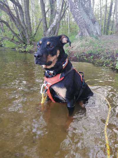 Dogorama-Monats-Challenge-Mai "Wasser"-Beitrag-Bild