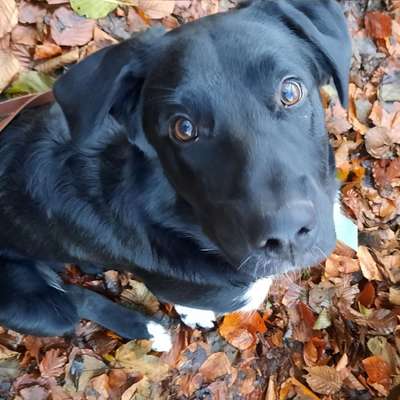 Hundetreffen-Treffen zum gemeinsamen Spiel-Bild