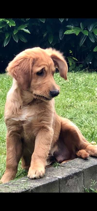 Hundetreffen-Welpen von kleiner Rasse bis unter mittlerer Rasse gesucht.-Bild