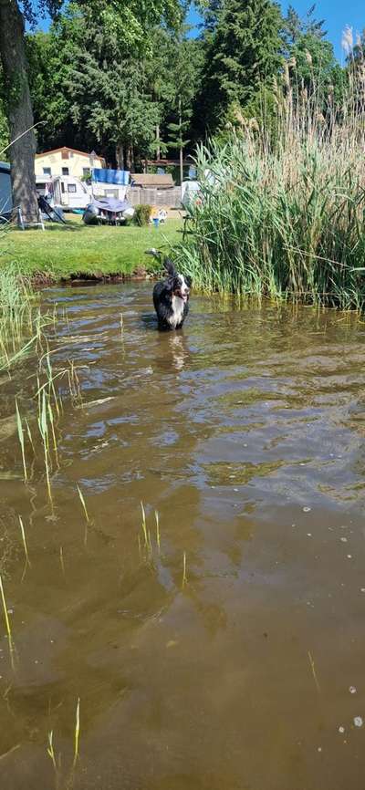 Berner Sennen-Beitrag-Bild