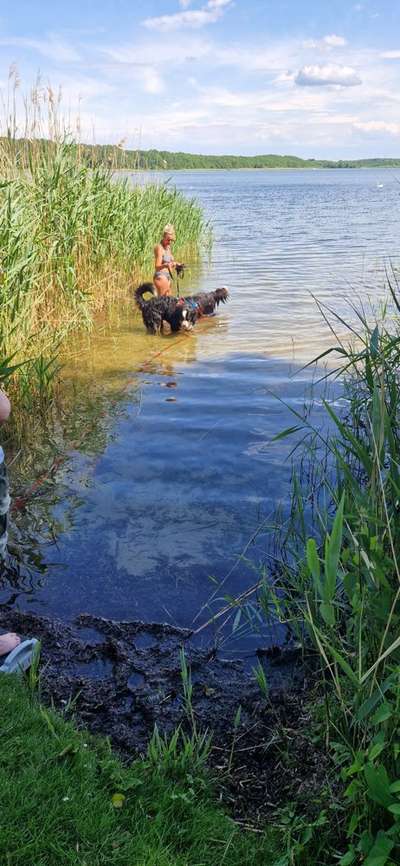 Berner Sennen-Beitrag-Bild