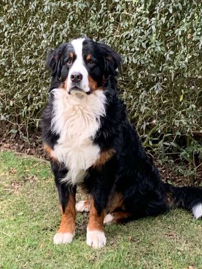 Berner Sennen-Beitrag-Bild