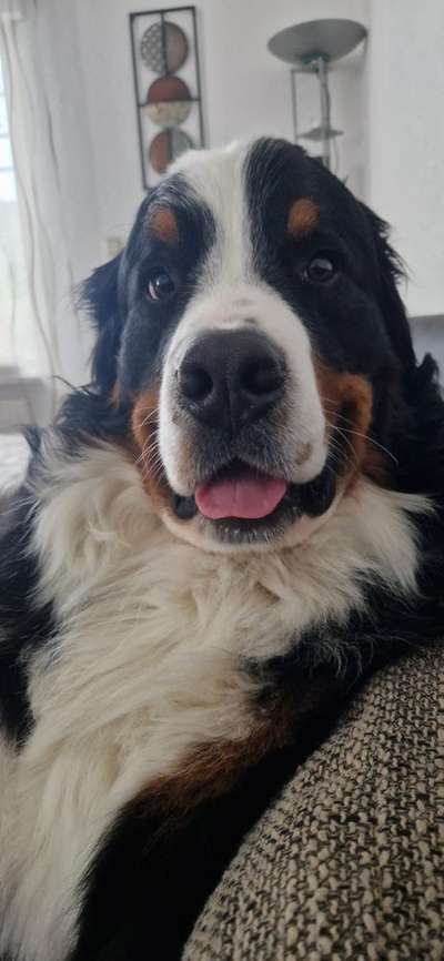 Berner Sennen-Beitrag-Bild