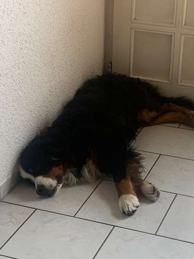 Berner Sennen-Beitrag-Bild