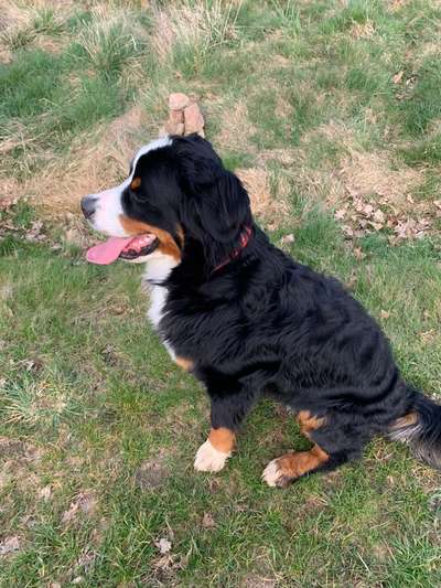 Berner Sennen-Beitrag-Bild