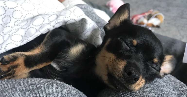 Dogorama Photo Challenge - Frühjahrsmüdigkeit-Beitrag-Bild