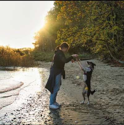 Hundetreffen-Gassi und Spielen BC-Bild