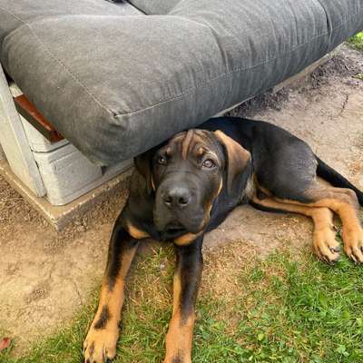 Hundetreffen-Spaziergang mit anschließender Spielrunde! 🤗-Bild