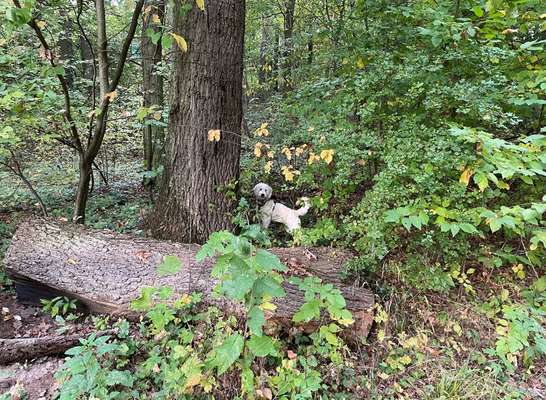 Wald Bild-Beitrag-Bild