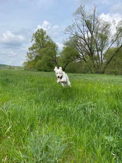 Hunde in Action-Beitrag-Bild