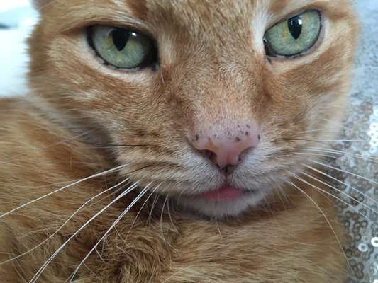 Andere Haustiere?-Beitrag-Bild