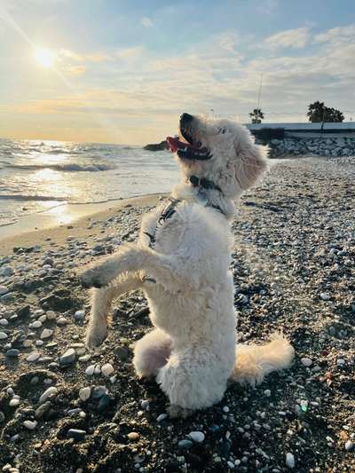 Dogorama Photo Challenge - Tricks, Tricks & Tricks!-Beitrag-Bild